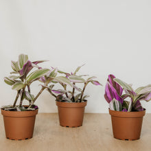 Load image into Gallery viewer, Tradescantia Nanouk
