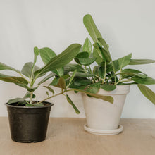 Load image into Gallery viewer, Ficus 'Audrey'
