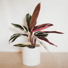 Load image into Gallery viewer, Stromanthe triostar "Tricolor"