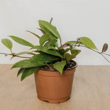 Load image into Gallery viewer, Hoya pubicalyx