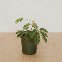 Load image into Gallery viewer, Sensitive Plant
