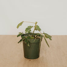 Load image into Gallery viewer, Sensitive Plant
