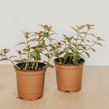 Load image into Gallery viewer, Goldfish Plant