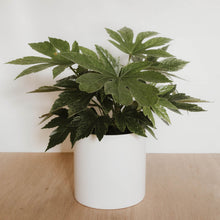 Load image into Gallery viewer, Fatsia japonica 'Spider Web'