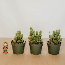 Load image into Gallery viewer, Fairy Castle Cactus