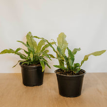 Load image into Gallery viewer, Crocodile Fern