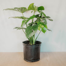 Load image into Gallery viewer, Monstera deliciosa