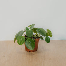 Load image into Gallery viewer, Pilea peperomiodes &quot;Friendship&quot;
