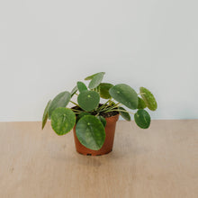 Load image into Gallery viewer, Pilea peperomiodes 'Friendship'
