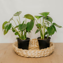 Load image into Gallery viewer, Monstera deliciosa