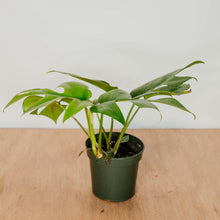 Load image into Gallery viewer, Raphidophora tetrasperma