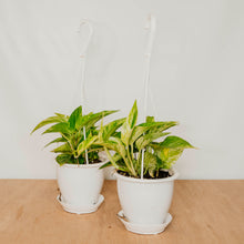 Load image into Gallery viewer, Marble Queen Pothos