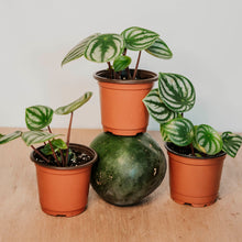 Load image into Gallery viewer, Watermelon Peperomia
