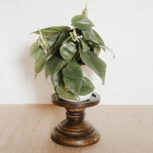 Load image into Gallery viewer, Philodendron cordatum "Heartleaf"