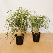 Load image into Gallery viewer, Ponytail Palm