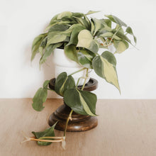 Load image into Gallery viewer, Philodendron Brasil