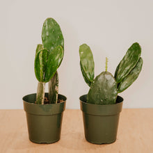 Load image into Gallery viewer, Opuntia Cactus