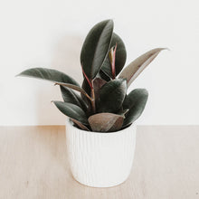 Load image into Gallery viewer, Ficus elastica 'Burgundy'