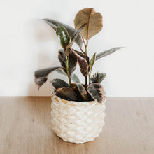 Load image into Gallery viewer, Ficus elastica 'Ruby'