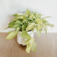 Load image into Gallery viewer, Neon Pothos