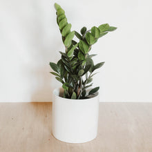 Load image into Gallery viewer, ZZ Plant