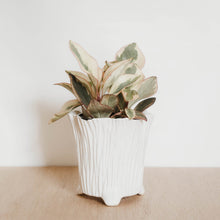 Load image into Gallery viewer, Peperomia 'Ginny'