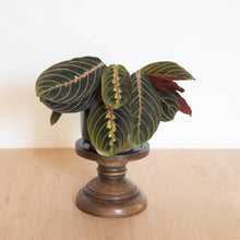 Load image into Gallery viewer, Maranta Red