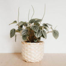 Load image into Gallery viewer, Peperomia 'Frost'