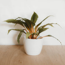 Load image into Gallery viewer, Mandarin Orange Spider Plant
