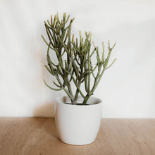Load image into Gallery viewer, Firestick Cactus