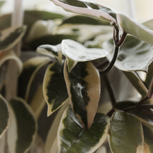 Load image into Gallery viewer, Hoya 'Krimson Queen'