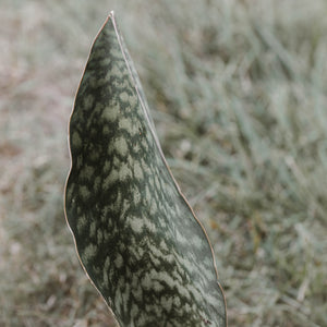 Snake Plant 'Whale Fin'