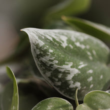 Load image into Gallery viewer, Scindapsus pictus 'Silvery Anne'