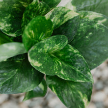 Load image into Gallery viewer, Golden Pothos