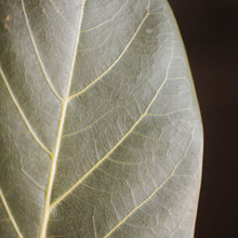 Load image into Gallery viewer, Ficus 'Audrey'