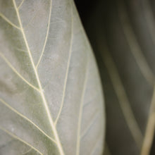 Load image into Gallery viewer, Ficus 'Audrey'