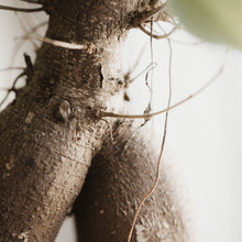 Load image into Gallery viewer, Ficus 'Ginseng' Bonsai