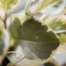Load image into Gallery viewer, Peperomia 'Cream Splash'