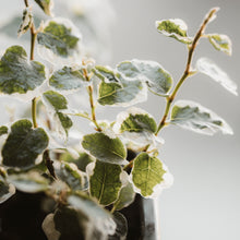 Load image into Gallery viewer, Ficus 'Creeping Fig'