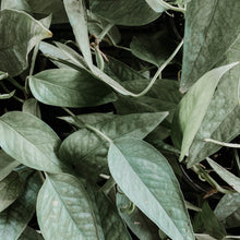 Load image into Gallery viewer, Pothos 'Cebu Blue'