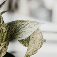 Load image into Gallery viewer, Marble Queen Pothos