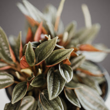 Load image into Gallery viewer, Peperomia 'Eden Rosso'