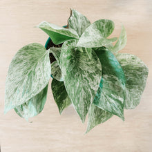 Load image into Gallery viewer, Marble Queen Pothos