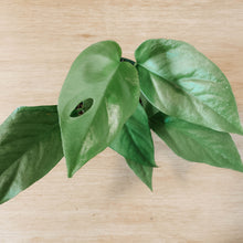 Load image into Gallery viewer, Raphidophora tetrasperma