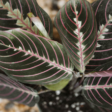 Load image into Gallery viewer, Maranta Red