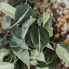 Load image into Gallery viewer, Philodendron Brasil