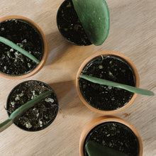 Load image into Gallery viewer, Hoya kerrii 'Single Heart'