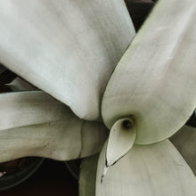 Load image into Gallery viewer, Moonshine Snake Plant
