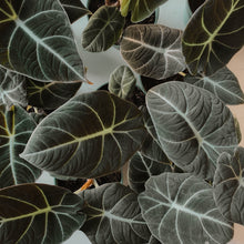 Load image into Gallery viewer, Alocasia 'Black Velvet'