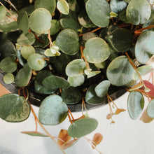 Load image into Gallery viewer, Peperomia Ruby Cascade
